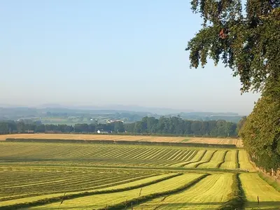 a field of green crops with a tree in the foreground at The Mad Hatter's Shepherd's Hut in Carlisle