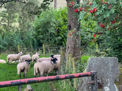 a herd of sheep in a field near a tree at Fell View Bassenthwaite, rural location on a working farm in the fells in Bassenthwaite