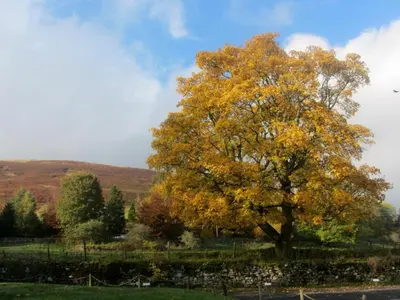 a tree in the middle of a field at 3 Bed in Watermillock SZ318 in Watermillock
