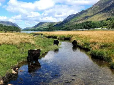 three cows drinking from a stream in a field at 1 Bed in Bassenthwaite 91211 in Bassenthwaite Lake
