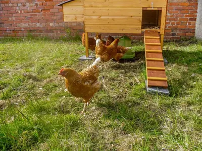 two chickens standing in the grass next to a chicken house at 1 Bed in Irthington oc-t28309 in Irthington