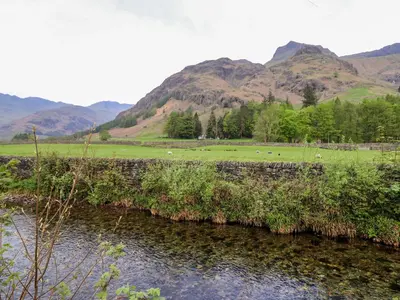 a herd of sheep grazing in a field next to a river at Two Side House Farm in Ambleside