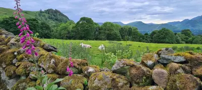 two animals walking in a field with rocks at Swallows Lodge in Keswick