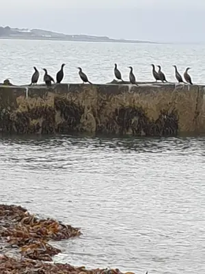 a group of birds sitting on a ledge in the water at The Old Cornstore a beautiful Suite overlooking the sea in Drummore