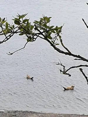 two ducks swimming in the water under a tree at The Old Cornstore a beautiful Suite overlooking the sea in Drummore