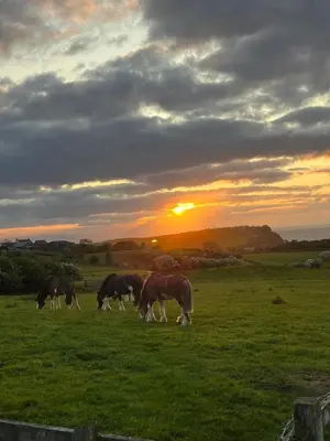 a group of horses grazing in a field at sunset at Firth View 2 - Country Escape with Sea Views of Arran! in Ayr