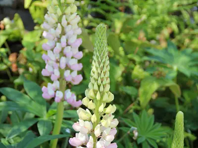 a group of pink and white flowers in a garden at Palmallet Cottage in Whithorn