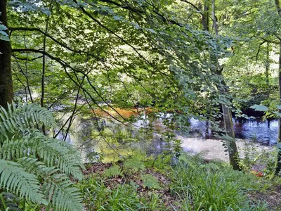 a view of a river with trees and plants at Squirrel Cottage in Palnure