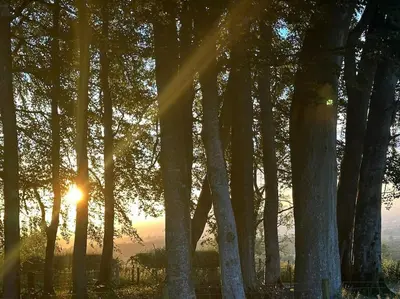 a sun setting through a forest of trees at Herdie Hideaway - Shepherds Hut in Wigton