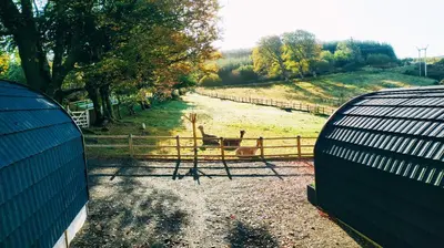 a fence with some animals in a field at little peru luxury pods and alpaca farm in Crosshill
