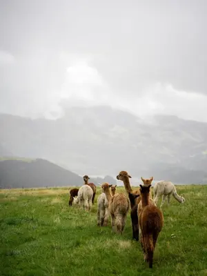 a herd of sheep walking in a grassy field at Glencartholm Farm by Wigwam Holidays in Canonbie