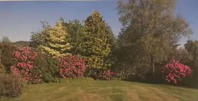 a painting of a garden with pink flowers and trees at Gilchristland Organic Farm Retreat in Closeburn