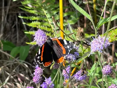 a butterfly is sitting on a purple flower at Ryehill with Fishing in Sanquhar