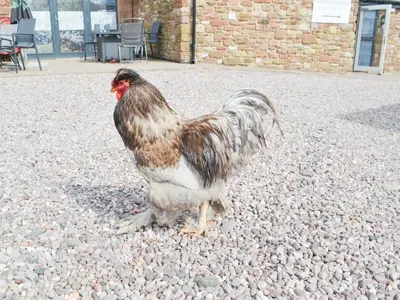 a rooster standing on a pile of rocks at Ryan's Shepherd Hut - Uk43565 in Bowness-on-Solway