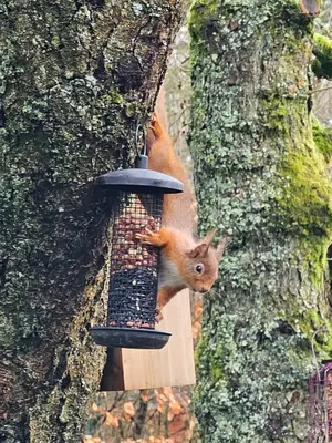 a squirrel eating out of a bird feeder on a tree at Newsham Lodge in Ellonby