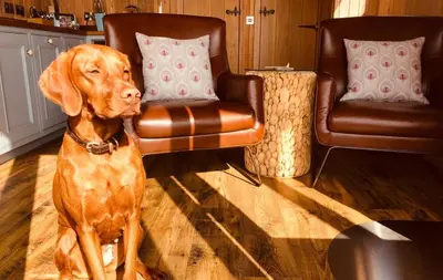 a brown dog standing in a living room with two chairs at Little Beach in Gatehouse of Fleet