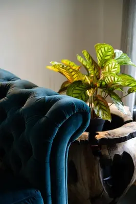 a green plant on a wooden table next to a couch at Grange Bridge Cottage in Grange