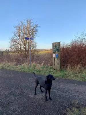 a black dog standing in the middle of a road at Lilac Cottage - Fell views & walks from the door in Cleator Moor