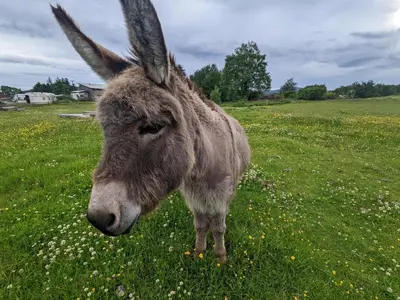 a donkey standing in a field of grass at The Hidden Mill, Historic Beauty Spot and spa in Castle Douglas