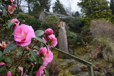 a bunch of pink flowers in a garden at Craigrathan in Kippford