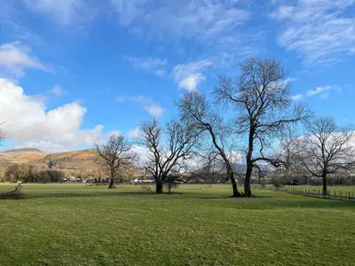 a group of trees in a field of grass at Hindsgarth in Keswick