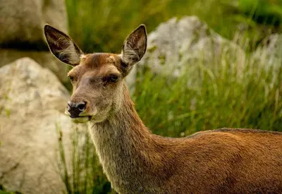 a deer is standing in front of some rocks at Harbour view retreat in Isle of Whithorn