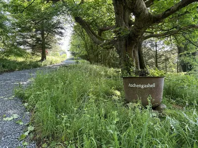 a tree in a pot next to a road at Auchengashell in Kirkcudbright