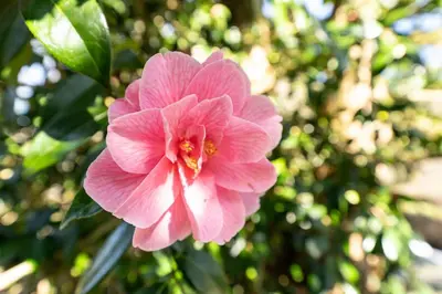 a pink flower sitting on top of a tree at Heron View Cottage in Grasmere
