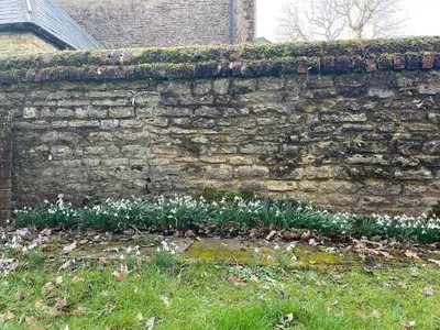 a stone wall with white flowers in a yard at Quaint Oxfordshire cottage on a peaceful farm in Moffat