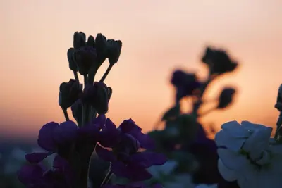a bunch of purple flowers in front of a sunset at The Barn, Summerhill Farm Stays in Balmaclellan