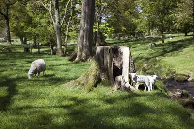 two sheep grazing in a field next to a tree at Sandhills Farm in Bassenthwaite