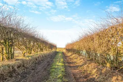 a dirt road in an orchard with trees on either side at 3 Bed in Caldbeck oc-h30704 in Caldbeck
