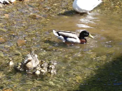 a duck and a group of ducklings in the water at Riverbank Cottage River Ehan Double Balcony in Egremont
