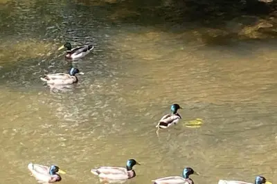 a group of ducks swimming in the water at Riverbank Cottage River Ehan Double Balcony in Egremont