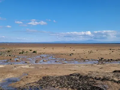 a beach with a bunch of animals in the water at Peaceful Seaside Getaway in Mainsriddle