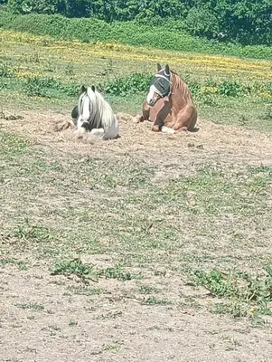 two horses laying on the ground in a field at The Box in Moffat