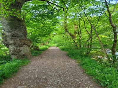 a dirt trail with trees on both sides at 2 Bed in Moffat oc-a32121 in Moffat