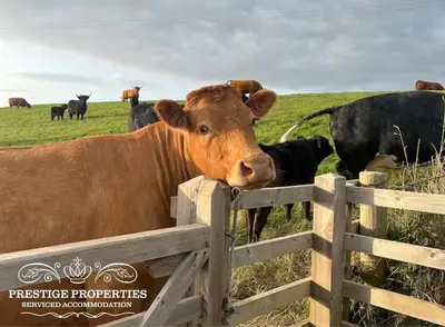 a brown cow looking over a fence in a field at Moon Cottage By Prestige Properties SA in Egremont
