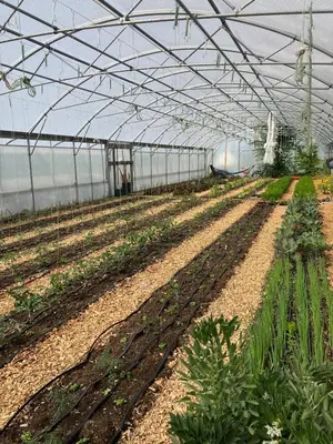 a greenhouse with rows of plants in it at Tiny home on an organic croft, Isle of Arran in Kildonan