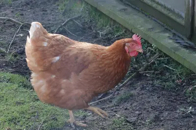 a brown chicken standing in the grass near a fence at The Biscuit Box Ideal For Couples Or Families in Low Hesket