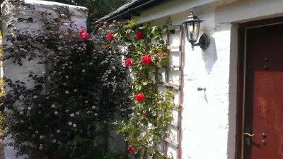 a wall with roses on it with a window at Whitestone Cottage in Turnberry