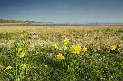 a field of yellow flowers in the grass at Shoreside in Powfoot