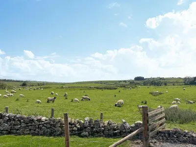 a herd of sheep grazing in a green field at Keswick Reach in Cockermouth