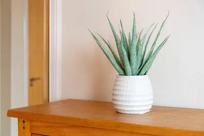 a green plant in a white vase on a table at The Portland Penthouse - Donnini Apartments in Troon