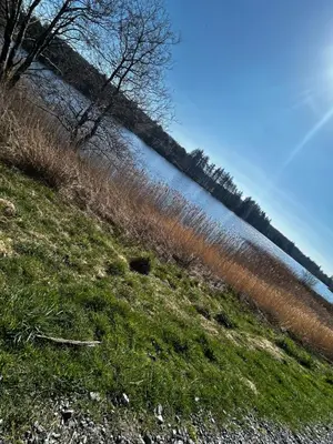 a grassy hill with trees and a body of water at 108 Lochview in Newton Stewart
