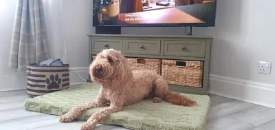 a dog sitting on a rug in front of a tv at Ample town house in Workington, West Lakes, Lake District in Workington
