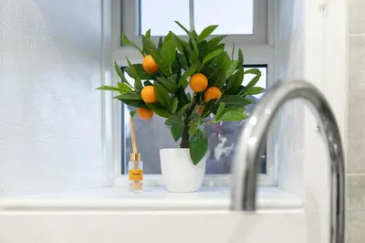 a plant sitting on a window sill next to a sink at Couples or Golfers Near to Beach in Troon