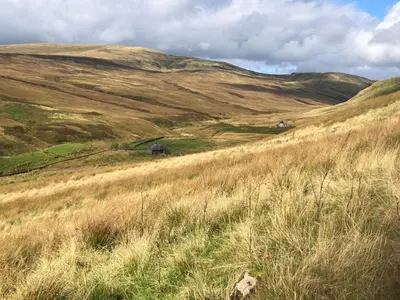a grassy hill with some animals in the distance at Burnside of Ae Glamping Shepherd's Hut in Dumfries