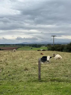 a herd of cows grazing in a field at Unit 0 - Fully Serviced All Weather Pitch with Hot Tub in Carlisle