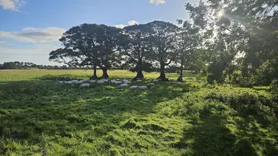a herd of sheep in a field with trees at EASTCOTE FARM - Spacious 5-Bed Home with Views, Garden & Playroom in Silloth